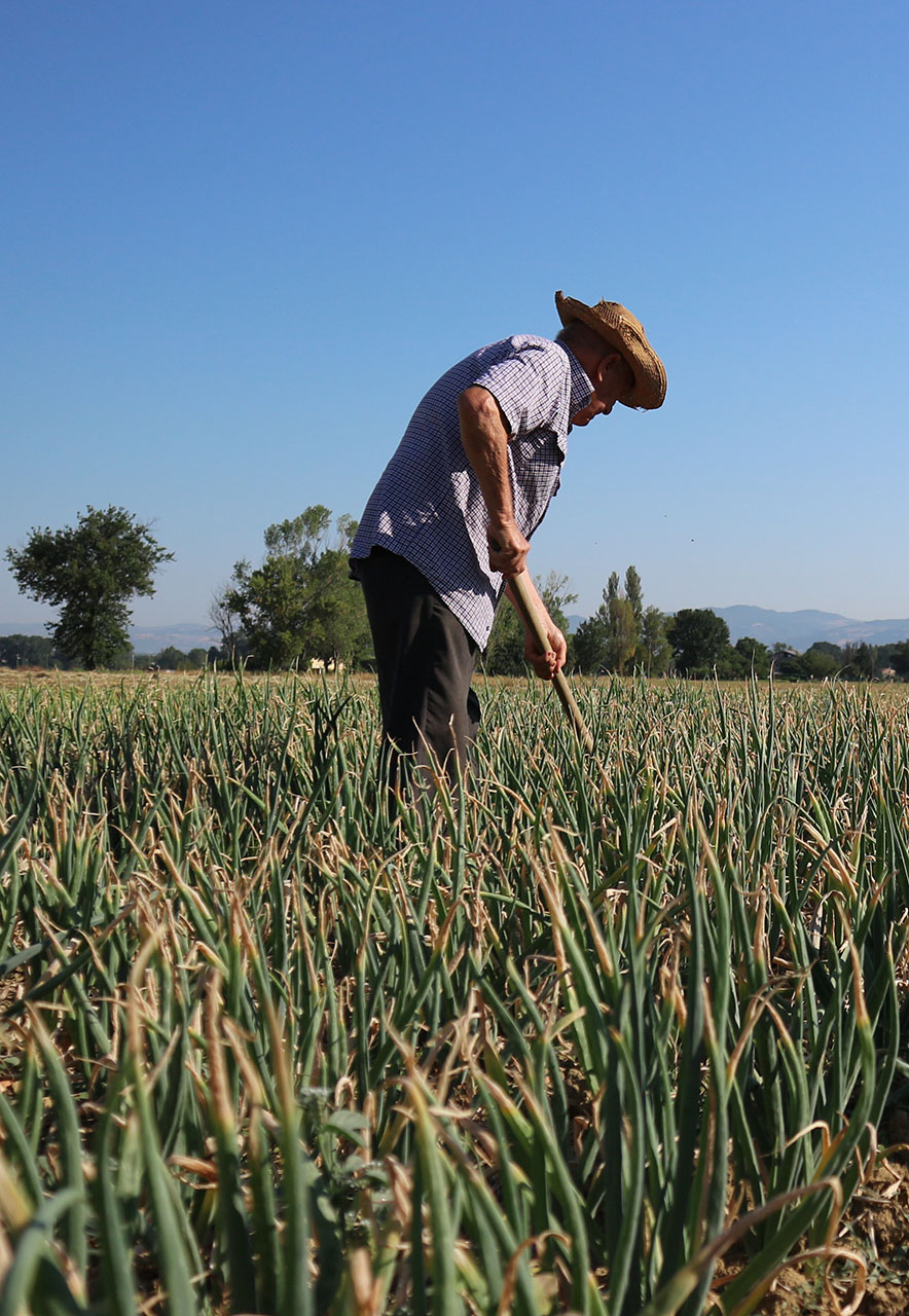 Azienda Agricola LACANNARA
