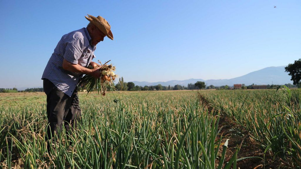 LaCannara - Raccolta Cipolla di cannara