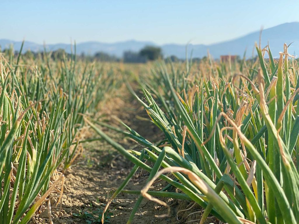 Campo Cipolla Borettana Cannara