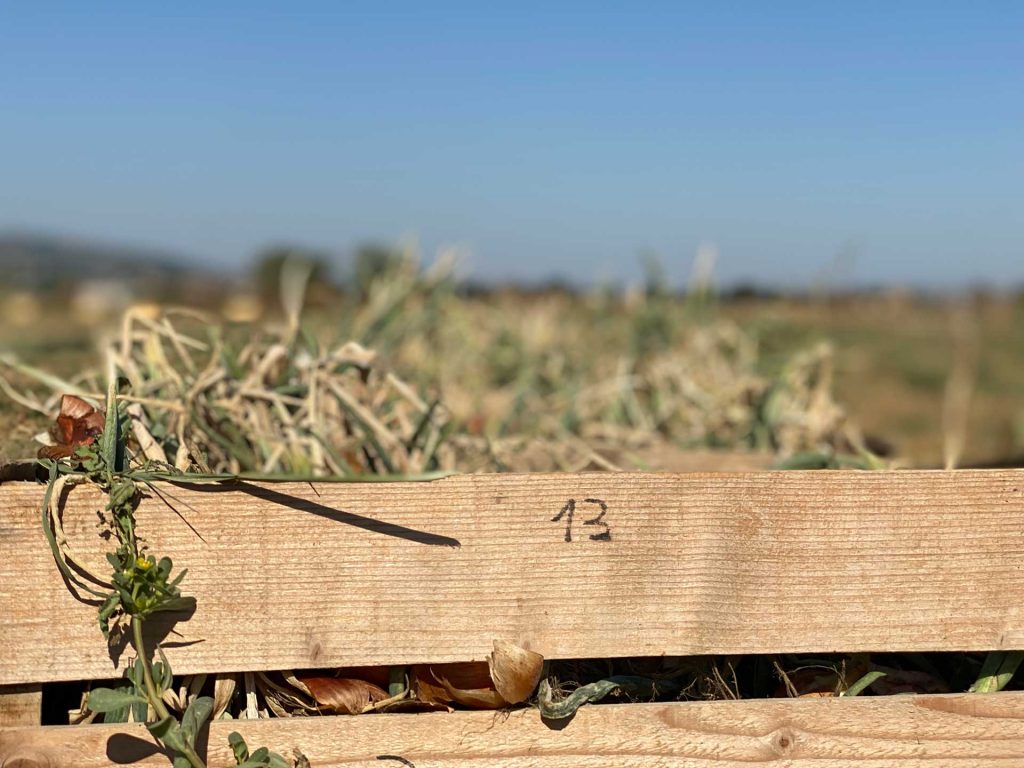 Cassetta legno cipolle di Cannara