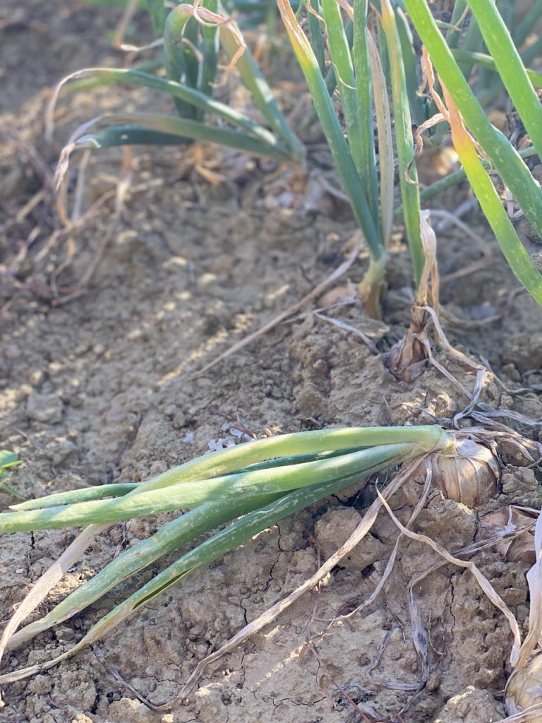 La cipolla dorata