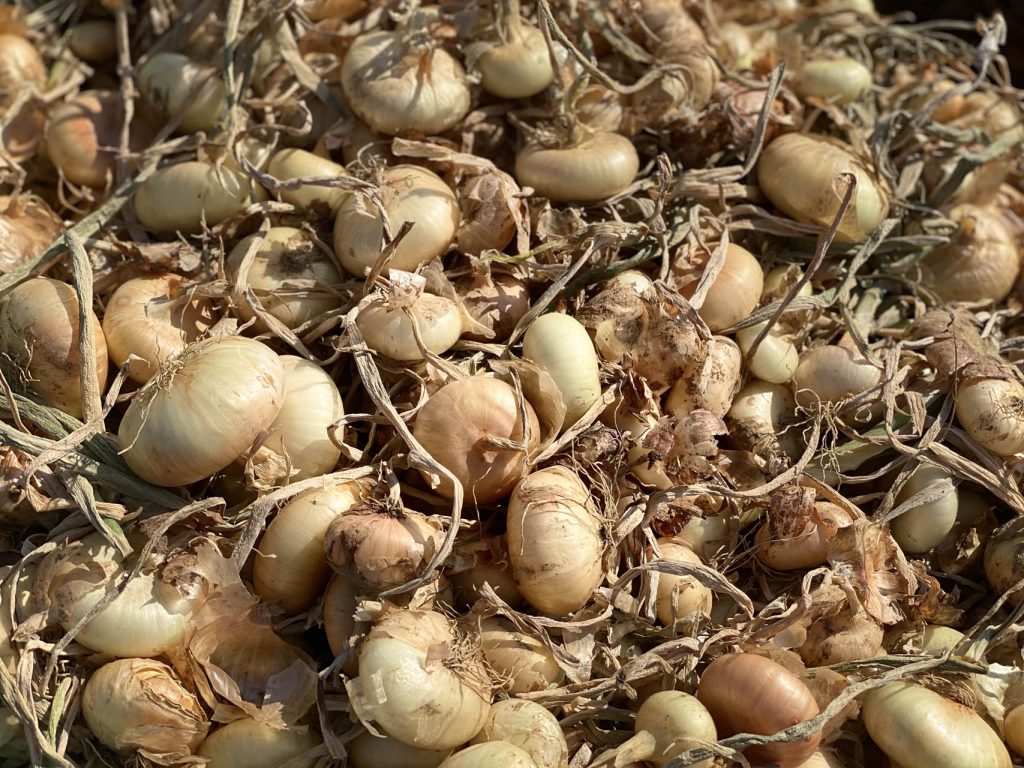La Cipolla Borettana