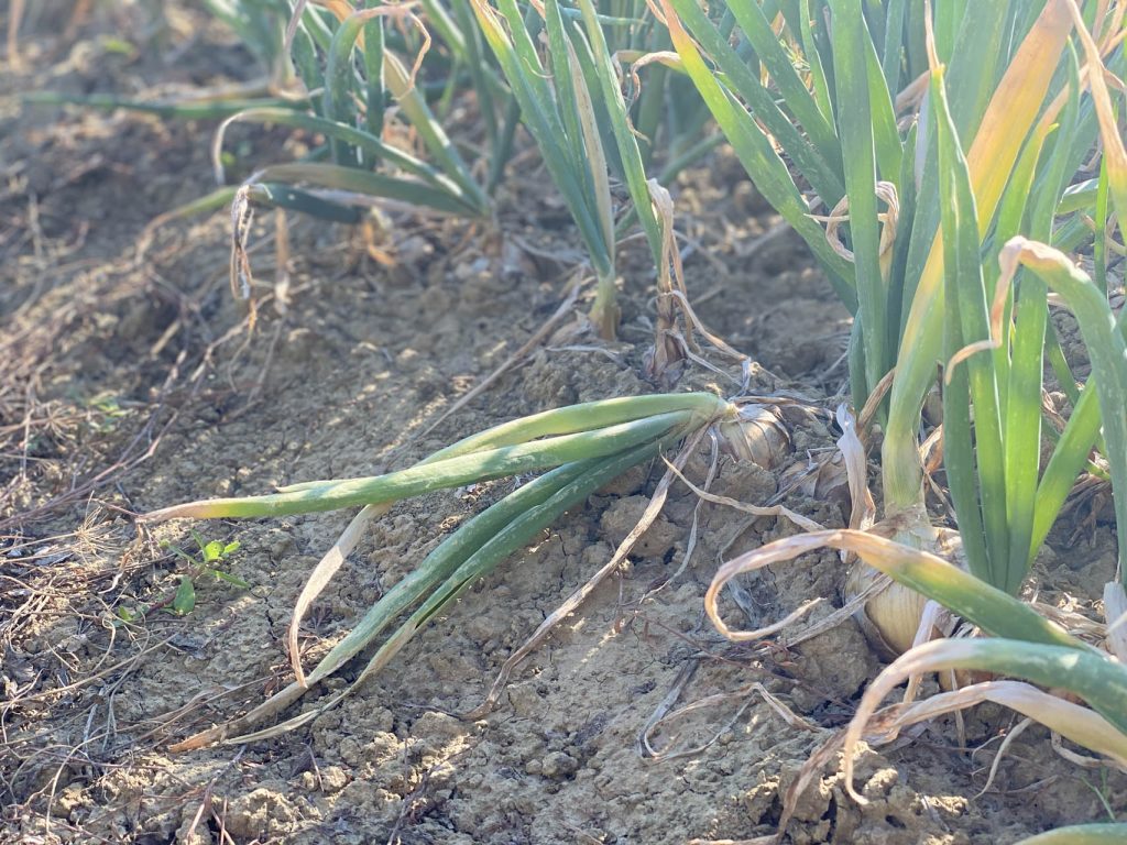 La cipolla dorata di Cannara