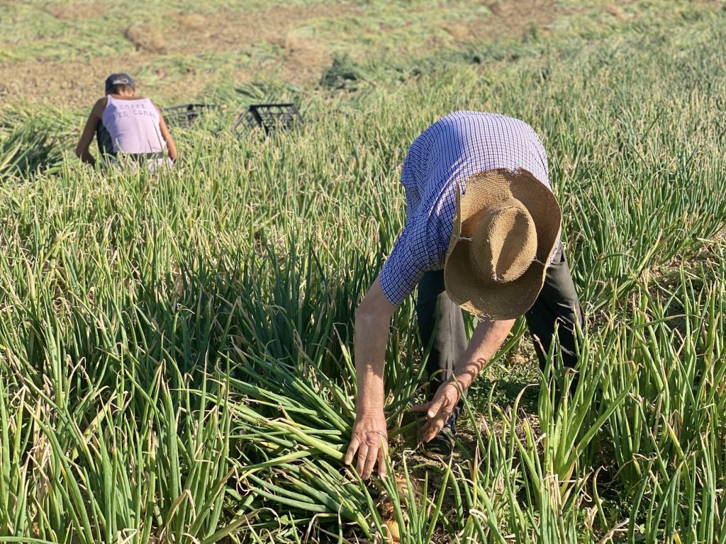 La raccolta a mano della cipolla di cannara
