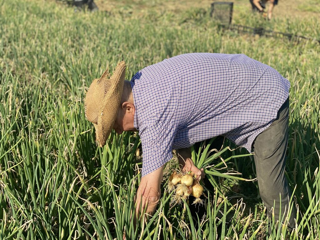 Cipolla dorata raccolta a mano