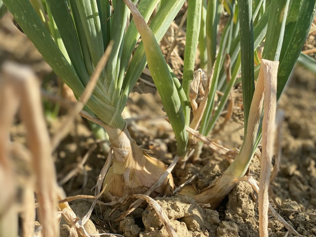 Cipolla dorata di Cannara
