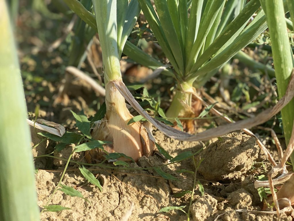 Cipolla Dorata un gusto intenso e pungente