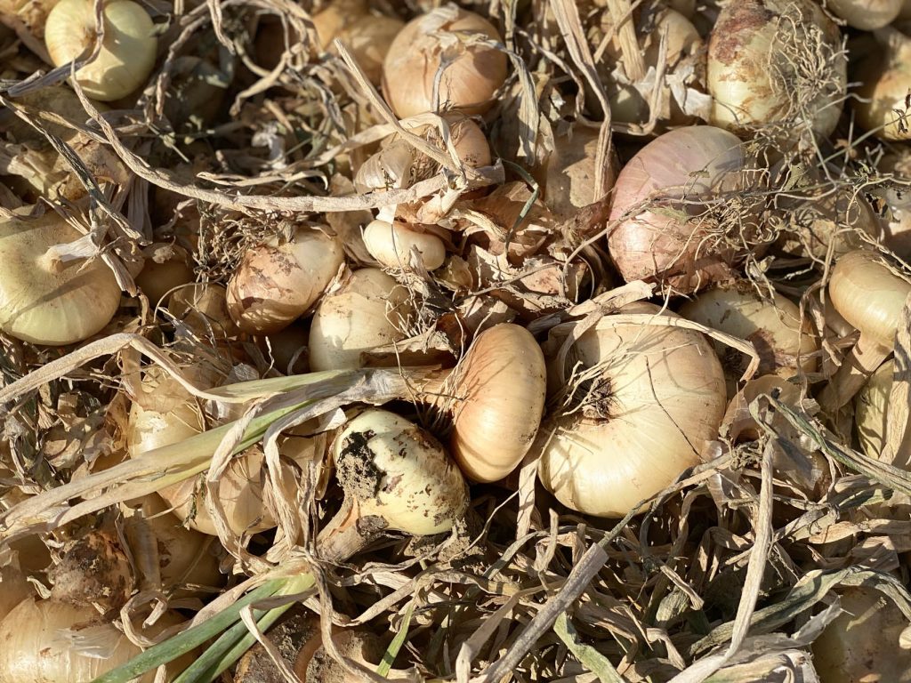 La Cipolla Borettana