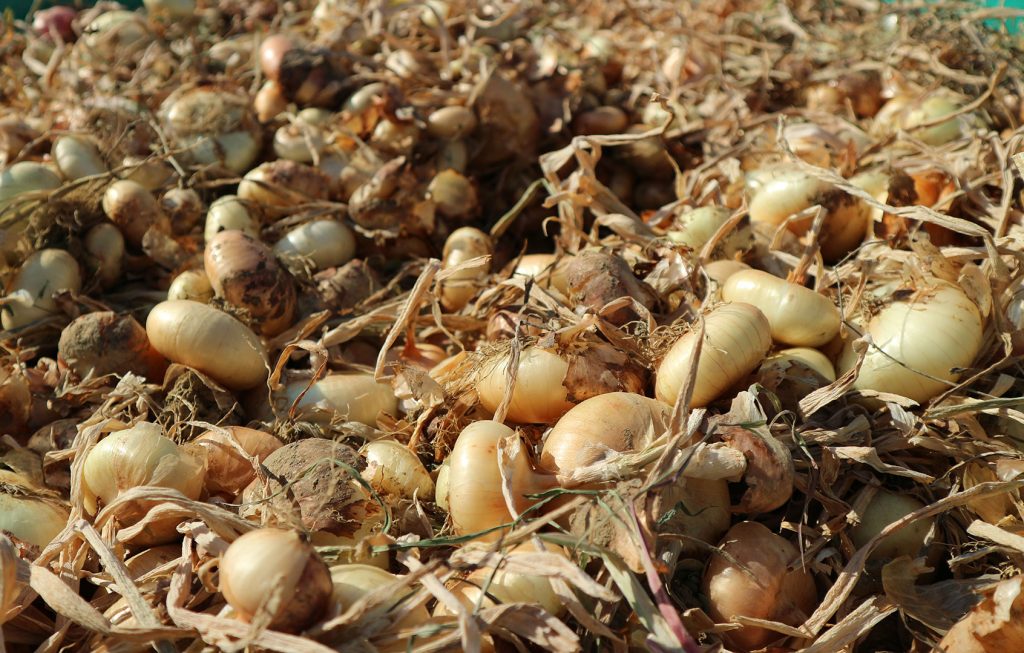 Cipolla Borettana di Cannara