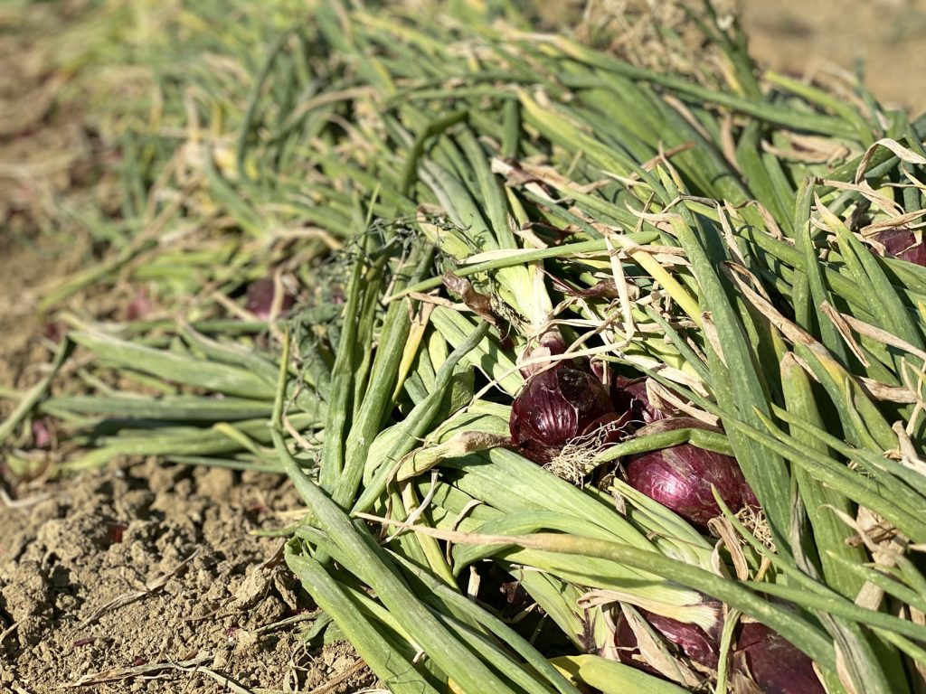Cipolla Rossa di Cannara