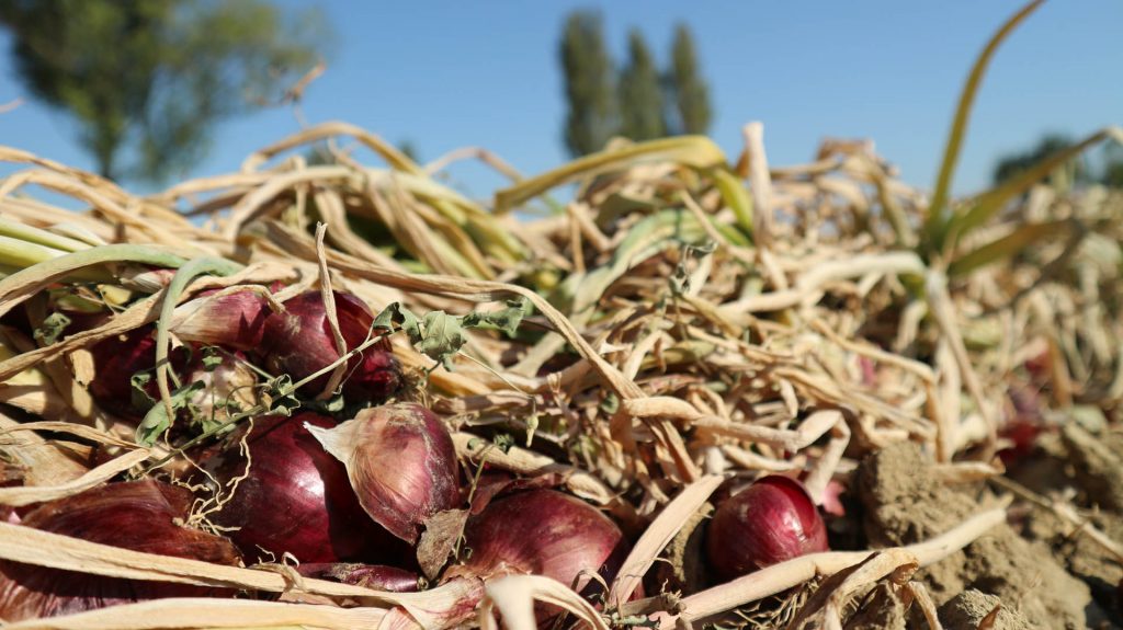 Cipolla Rossa di Cannara - La Cannara
