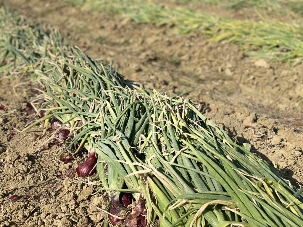 Cipolla Rossa di Cannara