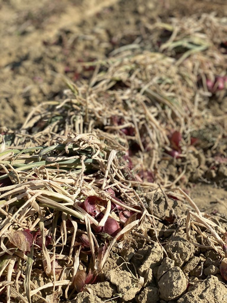 Cipolla Rossa di Cannara
