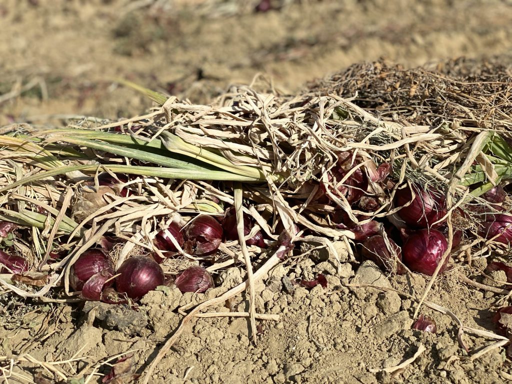 Cipolla Rossa di Cannara