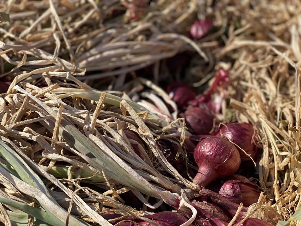 Cipolla Rossa di Cannara