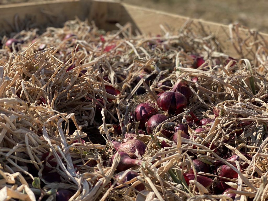 Cipolla Rossa di Cannara in cassette