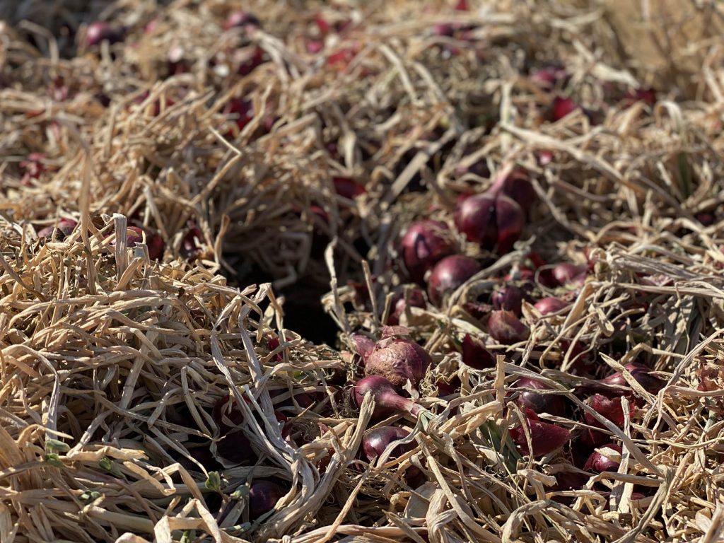 Cipolla Rossa di Cannara in cassetta