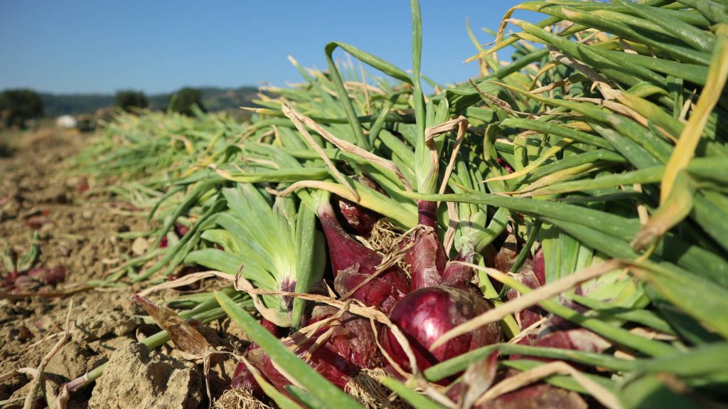 Cipolla Rossa di Cannara