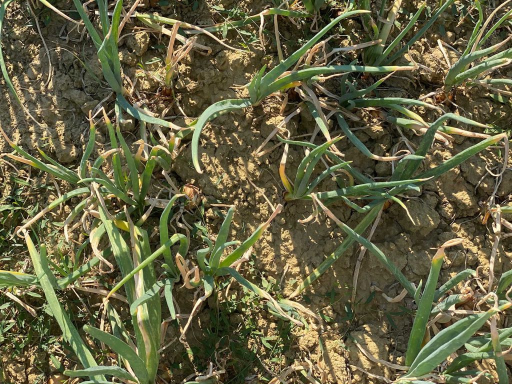 Campo Cipolla Dorata di Cannara