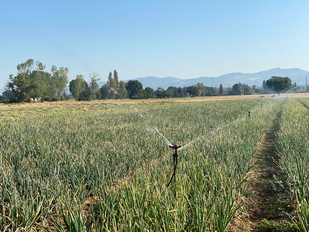 Impianto di Irrigazione campo cipolle