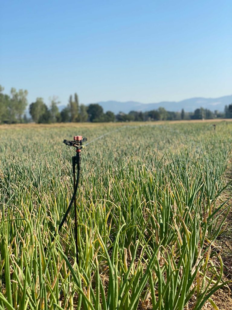 Irrigazione campo cipolle di cannara