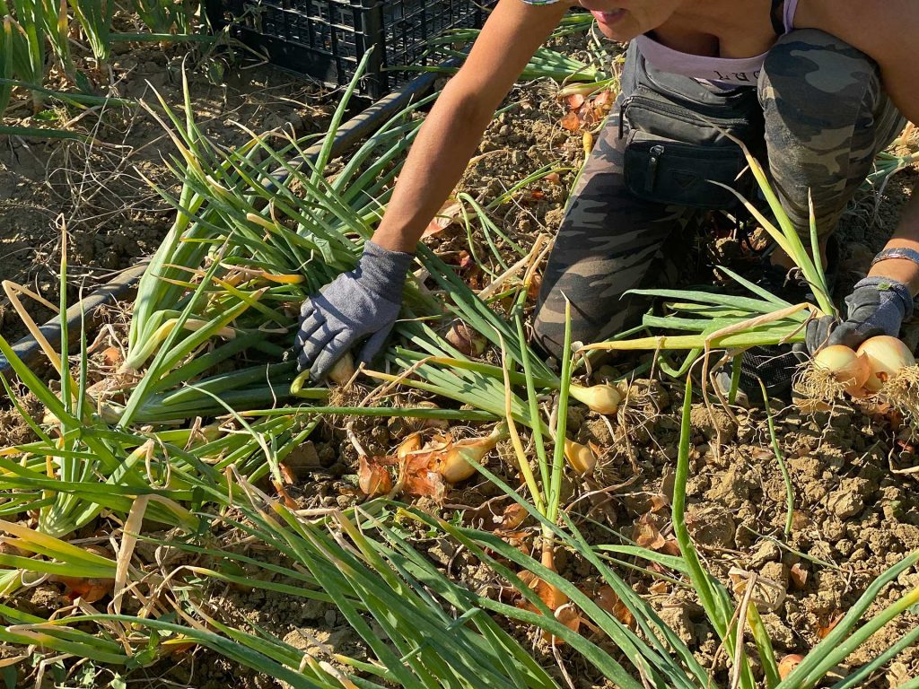 Raccolata a mano delle Cipolle di Cannara