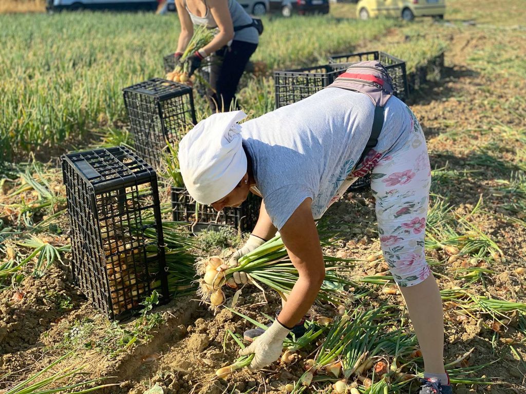 Raccolata a mano delle Cipolle di Cannara