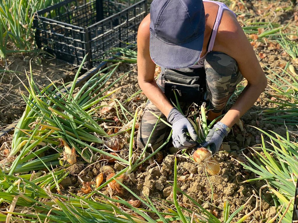 Raccolata a mano delle Cipolle di Cannara