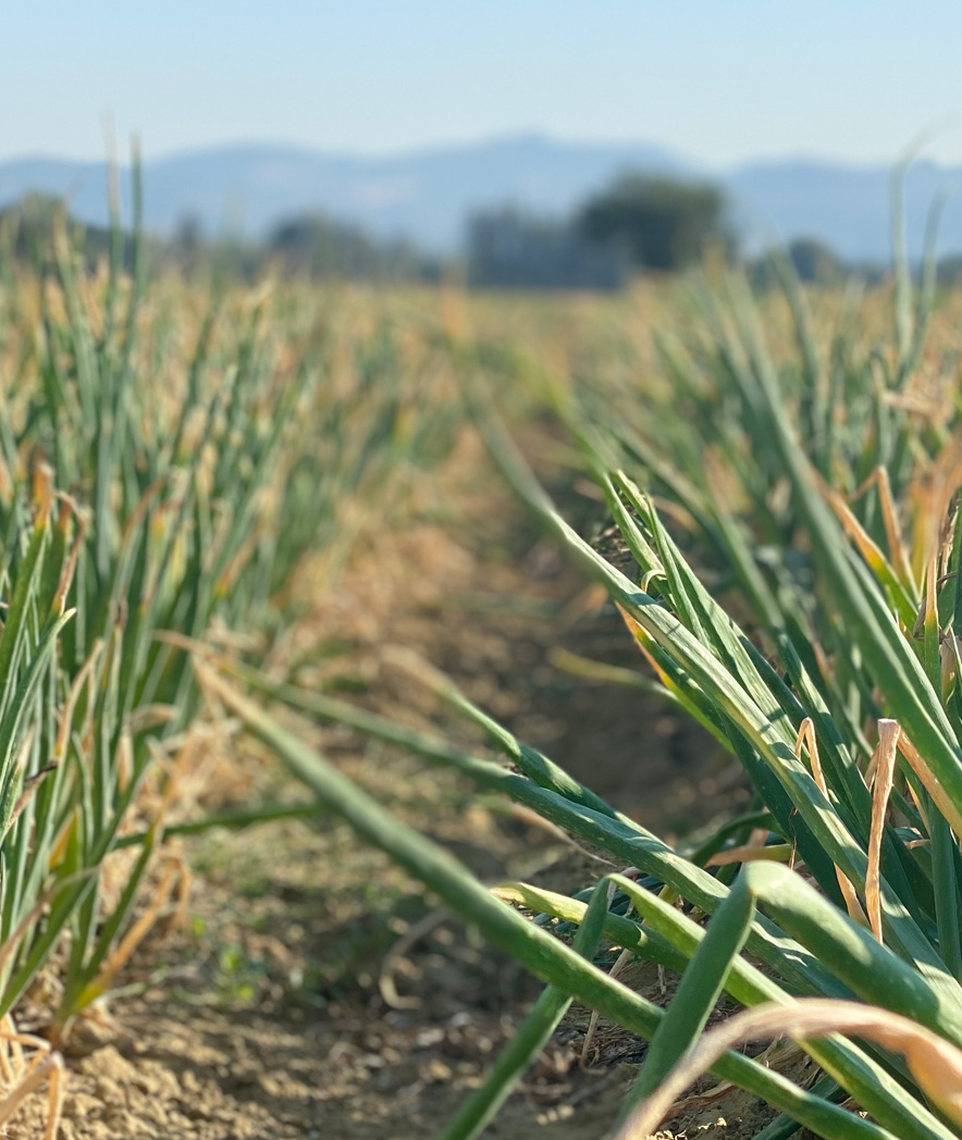 La semina della cipolla di Cannara