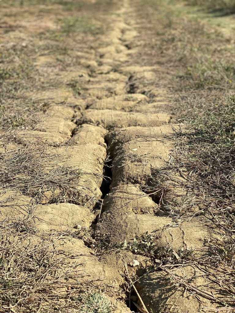 Terra. Cipolle di cannara